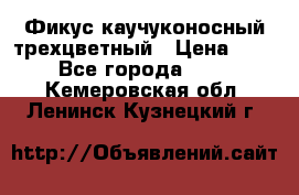 Фикус каучуконосный трехцветный › Цена ­ 500 - Все города  »    . Кемеровская обл.,Ленинск-Кузнецкий г.